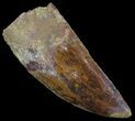 Serrated Carcharodontosaurus Tooth - Very Thick #52463-1